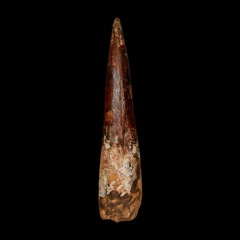 XL 3.5" Spinosaurus Fossil Tooth 100 Million Years Old Cretaceous Dinosaur COA - Fossil Age Minerals