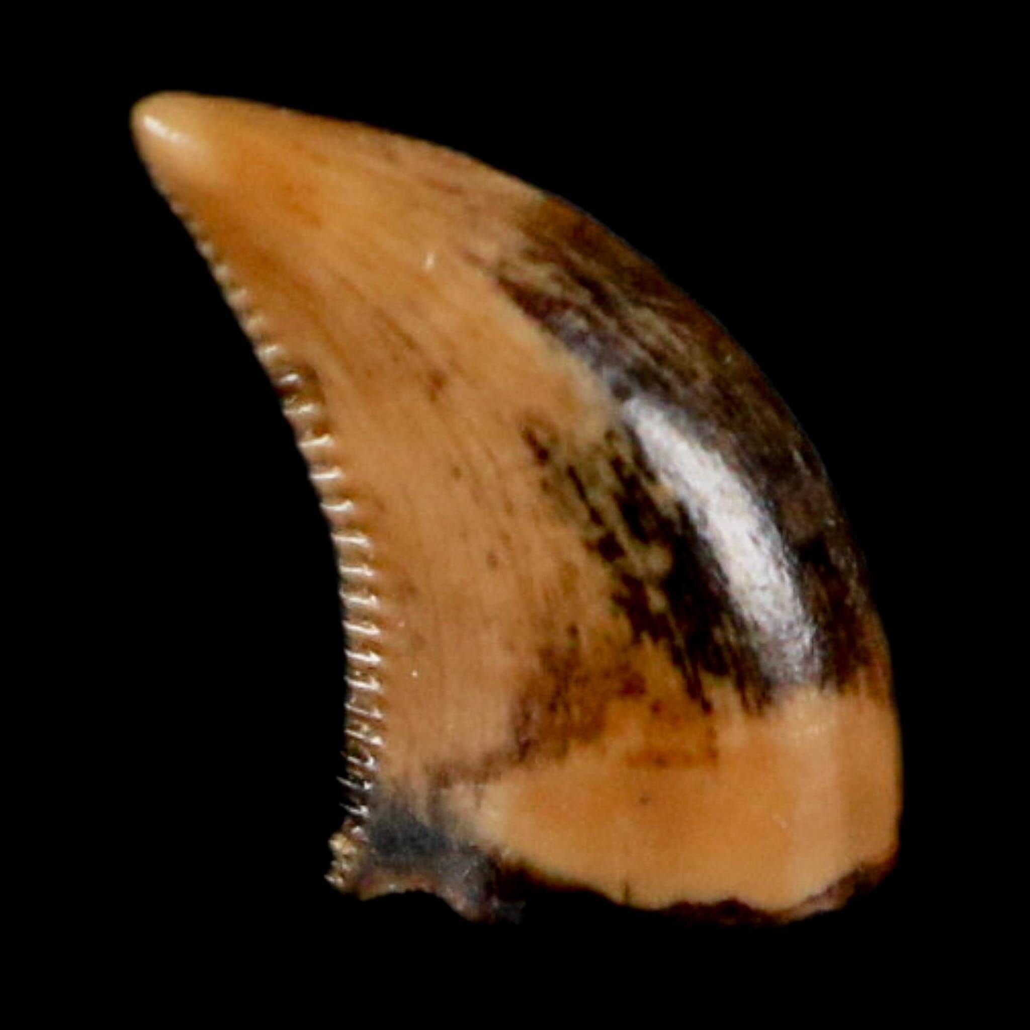 0.3" Dromaeosaurus Raptor Serrated Tooth Fossil Judith River FM MT COA, Display