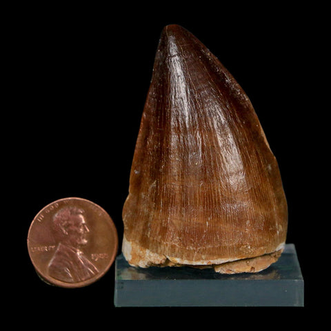 XL 2" Mosasaur Prognathodon Fossil Tooth Cretaceous Dinosaur Era COA, Stand - Fossil Age Minerals