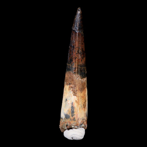 XL 3.6" Spinosaurus Fossil Tooth 100 Mil Yrs Old Cretaceous Dinosaur COA & Stand - Fossil Age Minerals