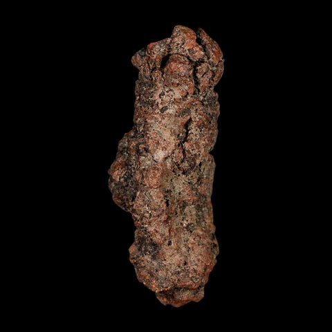 3.4" Prehistoric Coprolite Fossil Specimen Poop Dung Miocene Madagascar - Fossil Age Minerals