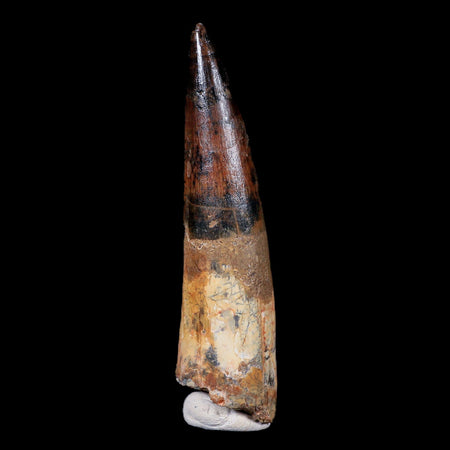 XL 3.6" Spinosaurus Fossil Tooth 100 Mil Yrs Old Cretaceous Dinosaur COA & Stand