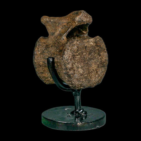 2.3" Brachylophosaurus Fossil Vertebrae Cretaceous Dinosaur Judith River FM MT COA