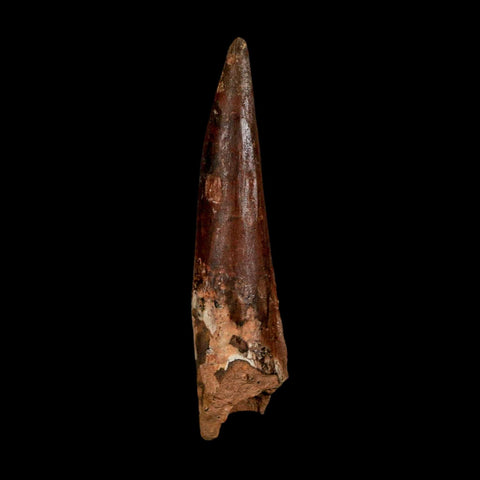 XL 3.5" Spinosaurus Fossil Tooth 100 Million Years Old Cretaceous Dinosaur COA - Fossil Age Minerals