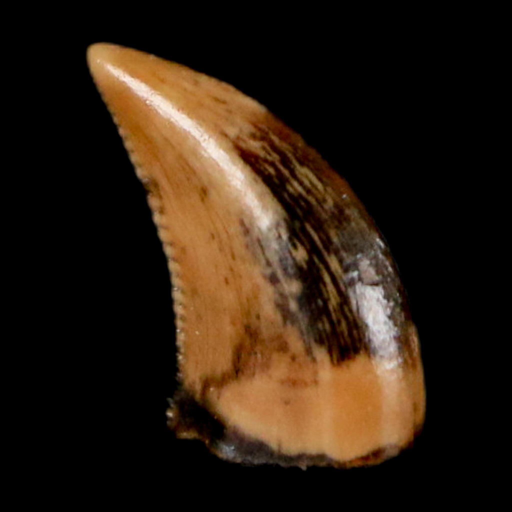 0.3" Dromaeosaurus Raptor Serrated Tooth Fossil Judith River FM MT COA, Display