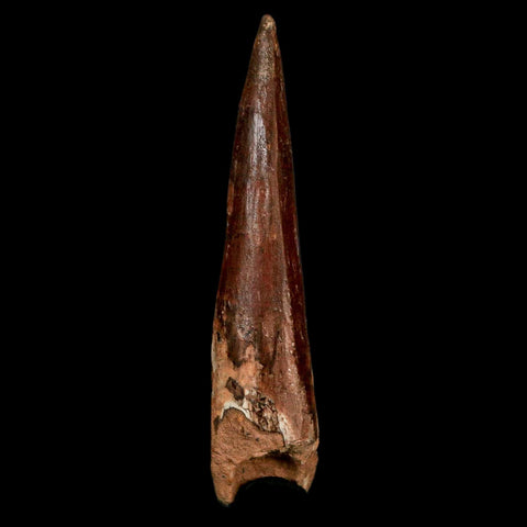 XL 3.5" Spinosaurus Fossil Tooth 100 Million Years Old Cretaceous Dinosaur COA - Fossil Age Minerals