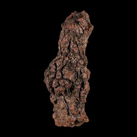 3.4" Prehistoric Coprolite Fossil Specimen Poop Dung Miocene Madagascar