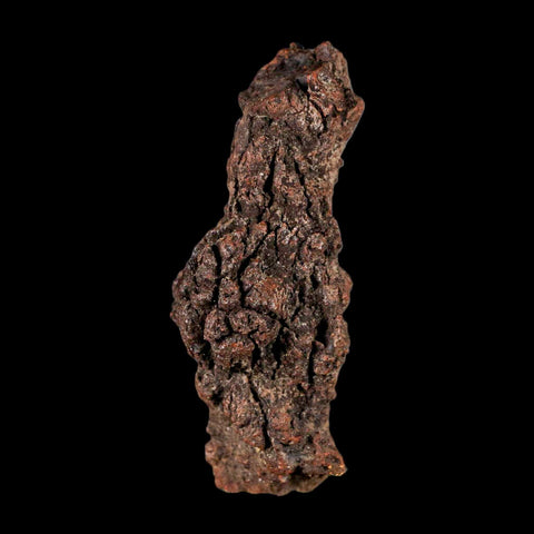 3.4" Prehistoric Coprolite Fossil Specimen Poop Dung Miocene Madagascar - Fossil Age Minerals