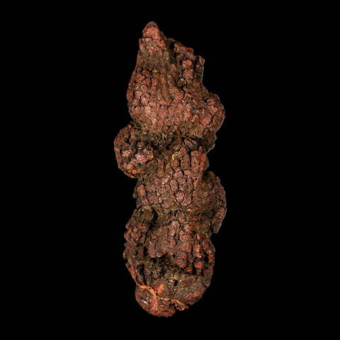 3.7" Prehistoric Coprolite Fossil Specimen Poop Dung Miocene Madagascar - Fossil Age Minerals