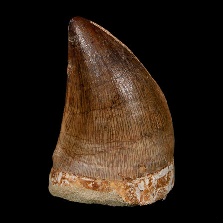 XL 2" Mosasaur Prognathodon Fossil Tooth Cretaceous Dinosaur Era COA, Stand