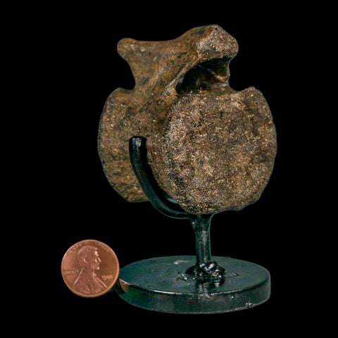 2.3" Brachylophosaurus Fossil Vertebrae Cretaceous Dinosaur Judith River FM MT COA - Fossil Age Minerals