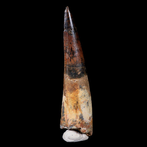 XL 3.6" Spinosaurus Fossil Tooth 100 Mil Yrs Old Cretaceous Dinosaur COA & Stand - Fossil Age Minerals