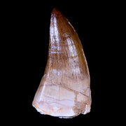 XL 2.5" Mosasaur Prognathodon Fossil Tooth Cretaceous Dinosaur Era COA & Stand