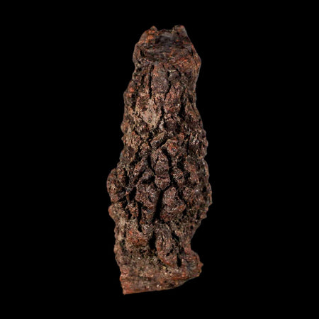 3.4" Prehistoric Coprolite Fossil Specimen Poop Dung Miocene Madagascar
