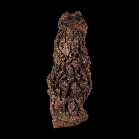 3.4" Prehistoric Coprolite Fossil Specimen Poop Dung Miocene Madagascar - Fossil Age Minerals