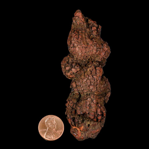3.7" Prehistoric Coprolite Fossil Specimen Poop Dung Miocene Madagascar - Fossil Age Minerals