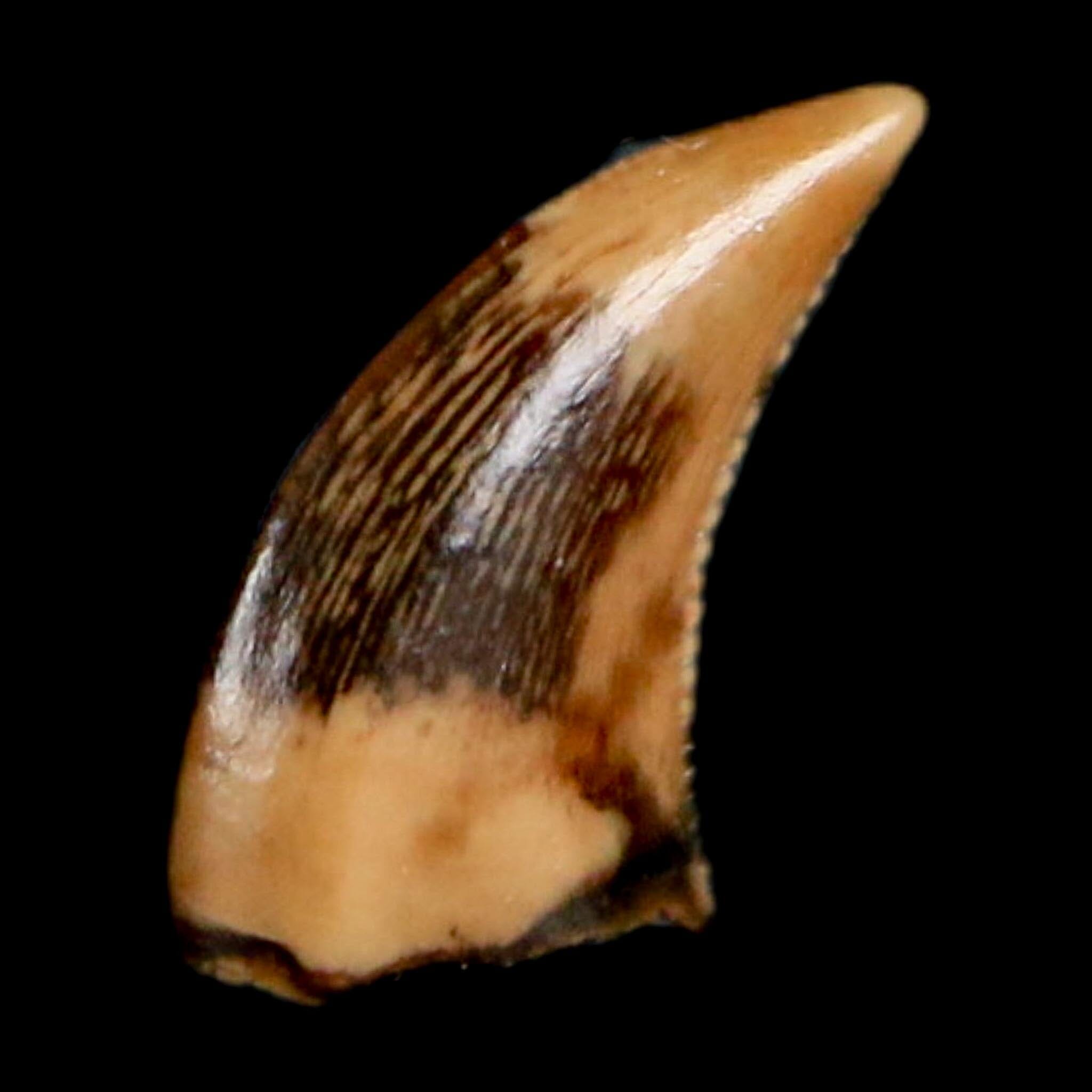 0.3" Dromaeosaurus Raptor Serrated Tooth Fossil Judith River FM MT COA, Display