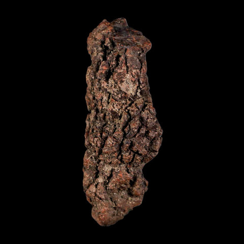 3.4" Prehistoric Coprolite Fossil Specimen Poop Dung Miocene Madagascar - Fossil Age Minerals