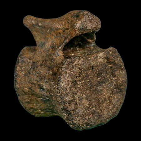 2.3" Brachylophosaurus Fossil Vertebrae Cretaceous Dinosaur Judith River FM MT COA