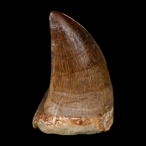 XL 2" Mosasaur Prognathodon Fossil Tooth Cretaceous Dinosaur Era COA, Stand - Fossil Age Minerals