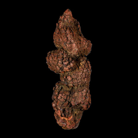 3.7" Prehistoric Coprolite Fossil Specimen Poop Dung Miocene Madagascar - Fossil Age Minerals
