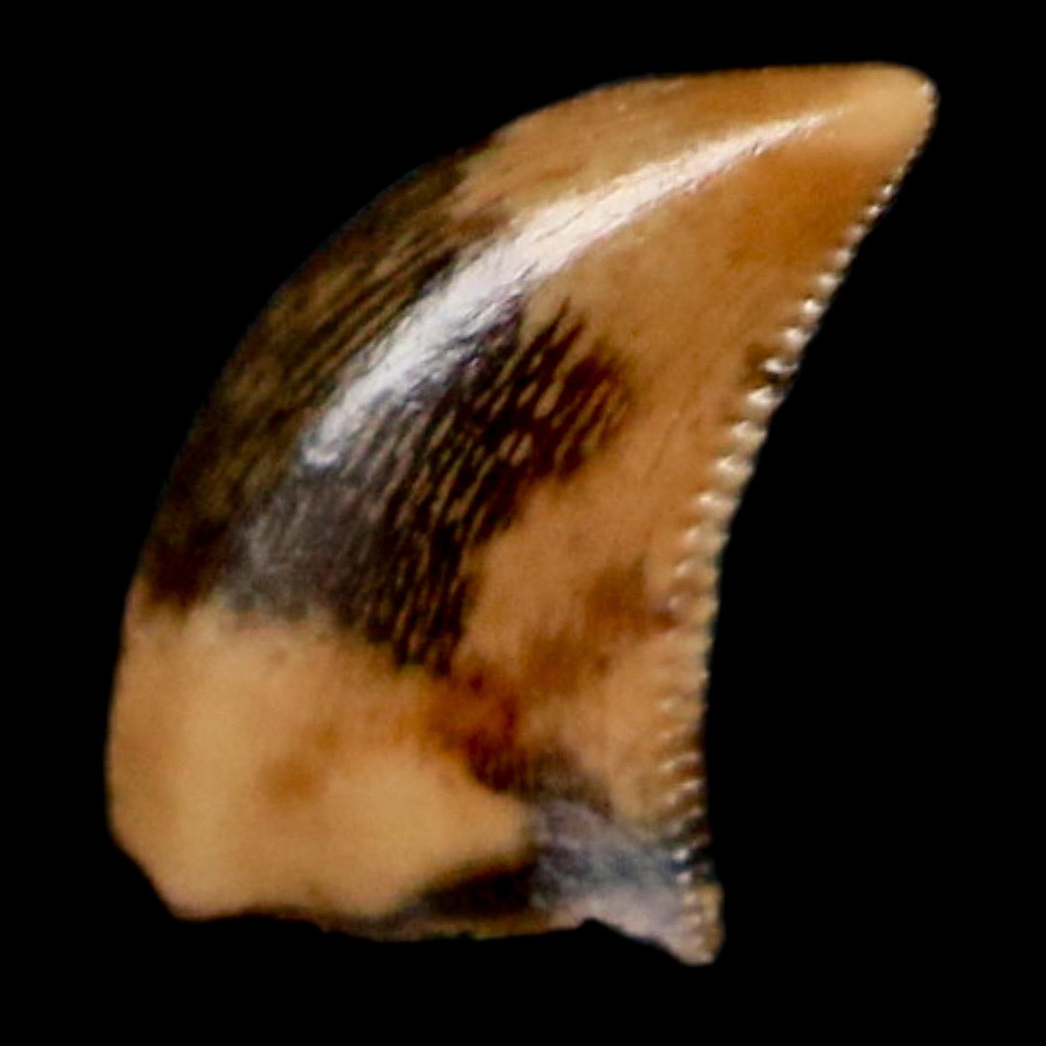 0.3" Dromaeosaurus Raptor Serrated Tooth Fossil Judith River FM MT COA, Display