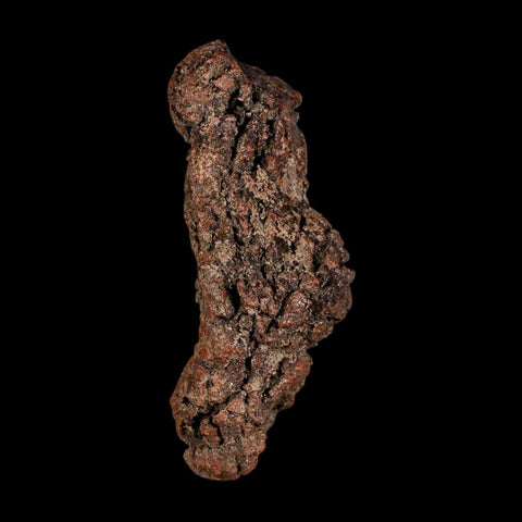 3.4" Prehistoric Coprolite Fossil Specimen Poop Dung Miocene Madagascar - Fossil Age Minerals