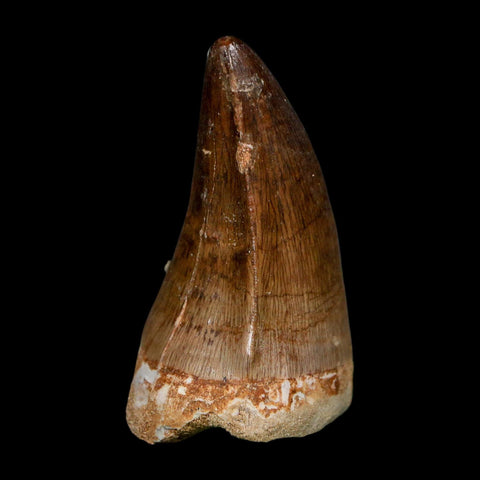 XL 2" Mosasaur Prognathodon Fossil Tooth Cretaceous Dinosaur Era COA, Stand - Fossil Age Minerals