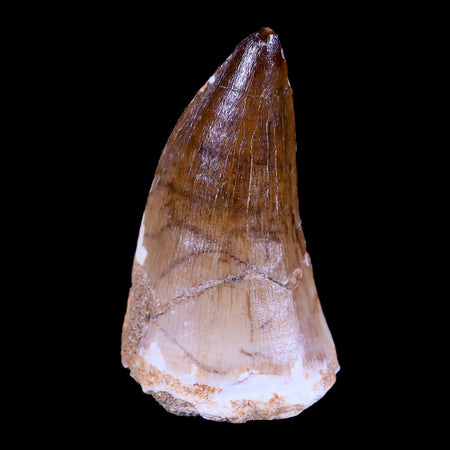 XL 2.5" Mosasaur Prognathodon Fossil Tooth Cretaceous Dinosaur Era COA & Stand
