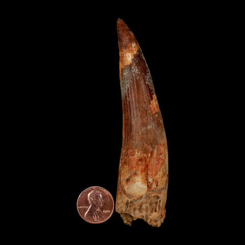 XXL 4" Spinosaurus Fossil Tooth 100 Million Years Old Cretaceous Dinosaur COA - Fossil Age Minerals