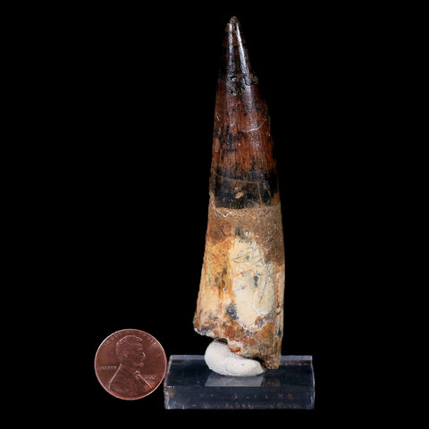 XL 3.6" Spinosaurus Fossil Tooth 100 Mil Yrs Old Cretaceous Dinosaur COA & Stand - Fossil Age Minerals