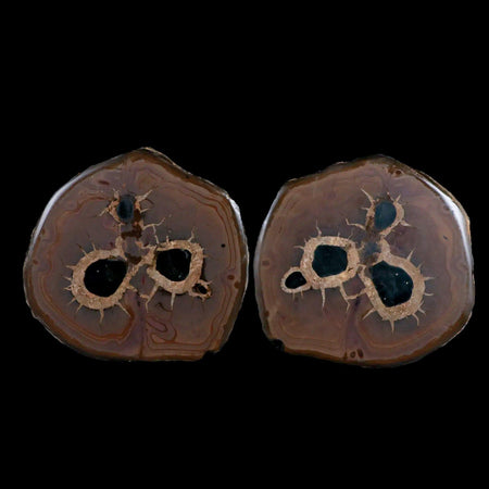 XL 3.5" Septarian Dragon Stone Polished Halves Nodule Mineral Specimen Morocco