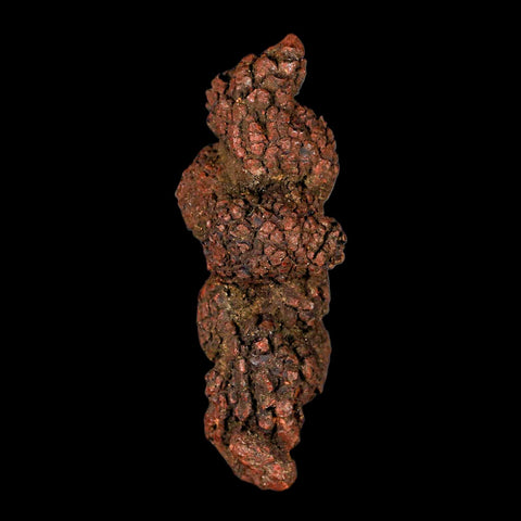 3.7" Prehistoric Coprolite Fossil Specimen Poop Dung Miocene Madagascar - Fossil Age Minerals