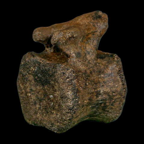 2.3" Brachylophosaurus Fossil Vertebrae Cretaceous Dinosaur Judith River FM MT COA - Fossil Age Minerals