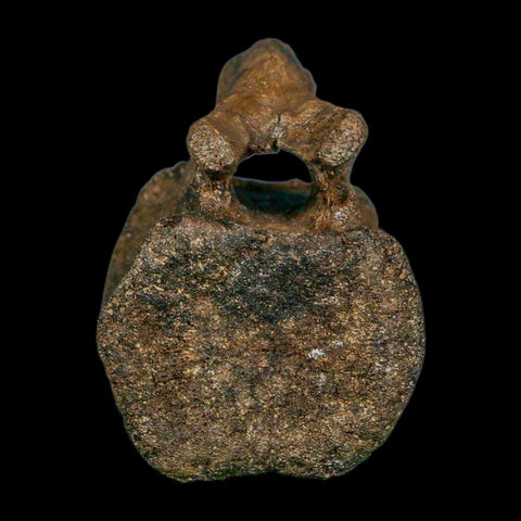 2.3" Brachylophosaurus Fossil Vertebrae Cretaceous Dinosaur Judith River FM MT COA - Fossil Age Minerals