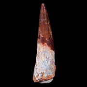 XL 3.6" Spinosaurus Fossil Tooth 100 Mil Yrs Old Cretaceous Dinosaur COA & Stand