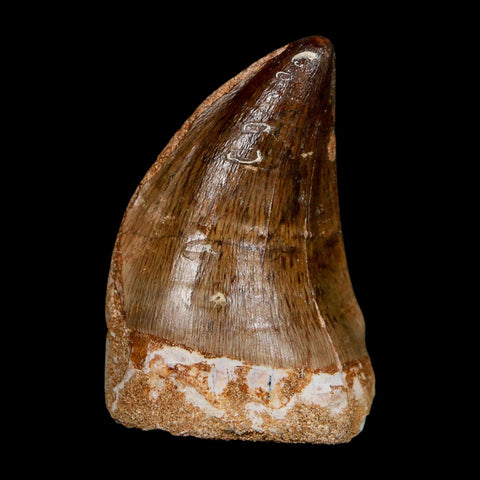 XL 2" Mosasaur Prognathodon Fossil Tooth Cretaceous Dinosaur Era COA, Stand - Fossil Age Minerals