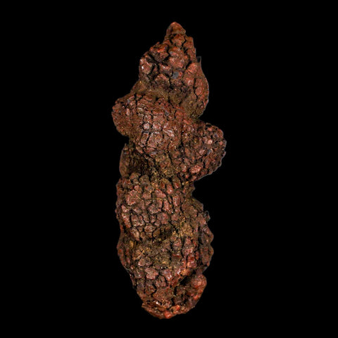 3.7" Prehistoric Coprolite Fossil Specimen Poop Dung Miocene Madagascar - Fossil Age Minerals