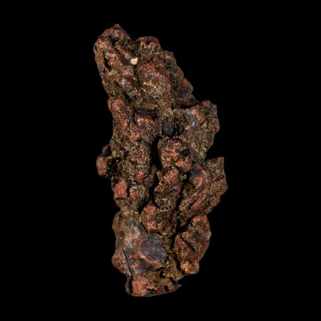 2.9" Prehistoric Coprolite Fossil Specimen Poop Dung Miocene Madagascar