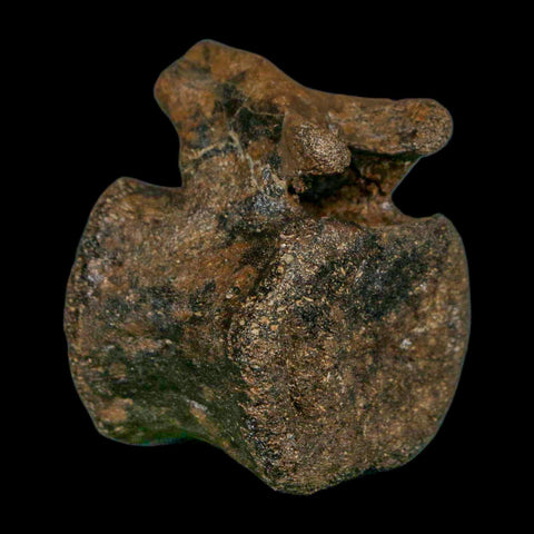 2.3" Brachylophosaurus Fossil Vertebrae Cretaceous Dinosaur Judith River FM MT COA - Fossil Age Minerals