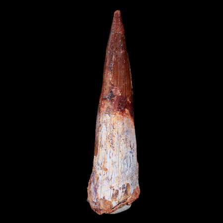 XL 3.6" Spinosaurus Fossil Tooth 100 Mil Yrs Old Cretaceous Dinosaur COA & Stand