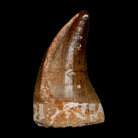 XL 2" Mosasaur Prognathodon Fossil Tooth Cretaceous Dinosaur Era COA, Stand - Fossil Age Minerals