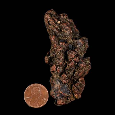 2.9" Prehistoric Coprolite Fossil Specimen Poop Dung Miocene Madagascar - Fossil Age Minerals