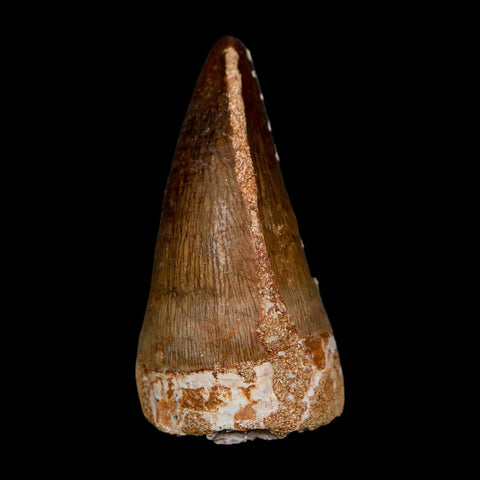 XL 2" Mosasaur Prognathodon Fossil Tooth Cretaceous Dinosaur Era COA, Stand - Fossil Age Minerals