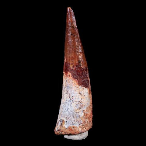 XL 3.6" Spinosaurus Fossil Tooth 100 Mil Yrs Old Cretaceous Dinosaur COA & Stand - Fossil Age Minerals
