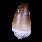 XL 2.6" Mosasaur Prognathodon Fossil Tooth Cretaceous Dinosaur Era COA & Stand