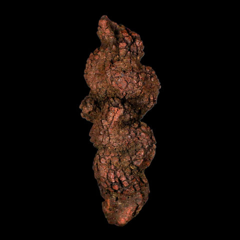 3.7" Prehistoric Coprolite Fossil Specimen Poop Dung Miocene Madagascar - Fossil Age Minerals