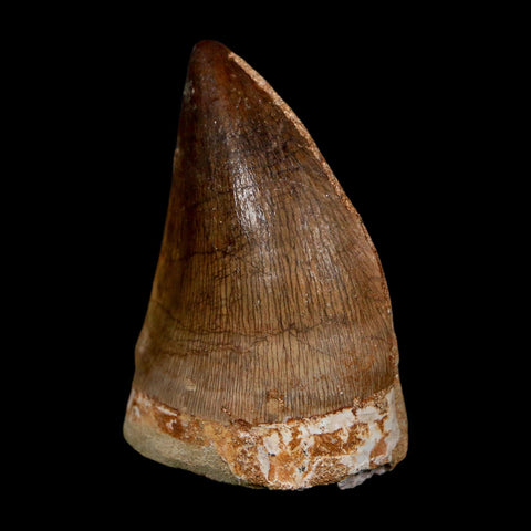 XL 2" Mosasaur Prognathodon Fossil Tooth Cretaceous Dinosaur Era COA, Stand - Fossil Age Minerals