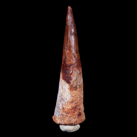 XL 3.6" Spinosaurus Fossil Tooth 100 Mil Yrs Old Cretaceous Dinosaur COA & Stand - Fossil Age Minerals