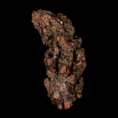 2.9" Prehistoric Coprolite Fossil Specimen Poop Dung Miocene Madagascar